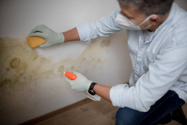 Best Local Mold Removal Service  in Union, OH