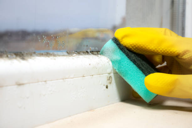 Best Commercial Mold Removal  in Union, OH